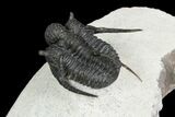 Bumpy Cyphaspis Trilobite - Ofaten, Morocco #92928-5